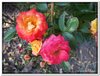 bloem00246