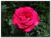 bloem00178