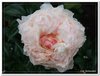 bloem00143