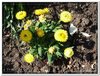bloem00236