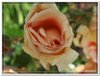 bloem00587