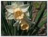 bloem00359