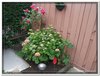 bloem00222