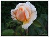 bloem00563