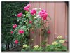 bloem00527