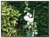 bloem00290