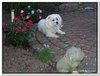 bloem00334