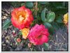 bloem00550