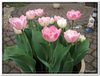 bloem00372
