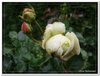 bloem00147