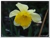 bloem00351