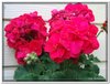 bloem00251