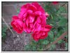bloem00517