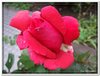 bloem00454