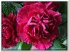 bloem00137