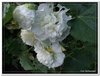 bloem00272