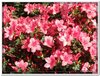 bloem00606
