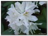 bloem00381