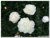 dscf3167