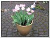 bloem00387