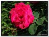 bloem00038