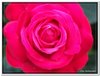 bloem00009
