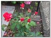 bloem00598