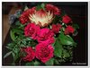 bloem00431