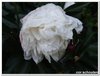 dscf3229