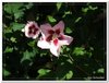 bloem00341