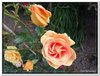 bloem00262