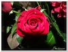 bloem00424
