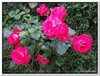 bloem00286