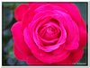 bloem00315