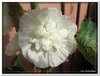 bloem00264