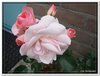 bloem00514