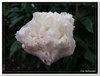 bloem00154