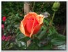 bloem00524