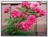 bloem00292