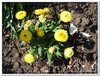 bloem00540