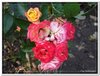 bloem00561