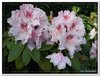 bloem00112
