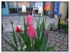 dscf2954
