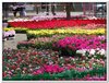 bloem00407