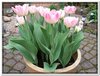 bloem00371