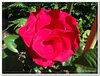 bloem00477