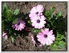 bloem00193