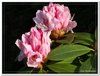 bloem00100