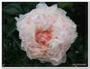 bloem00447