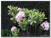 bloem00310